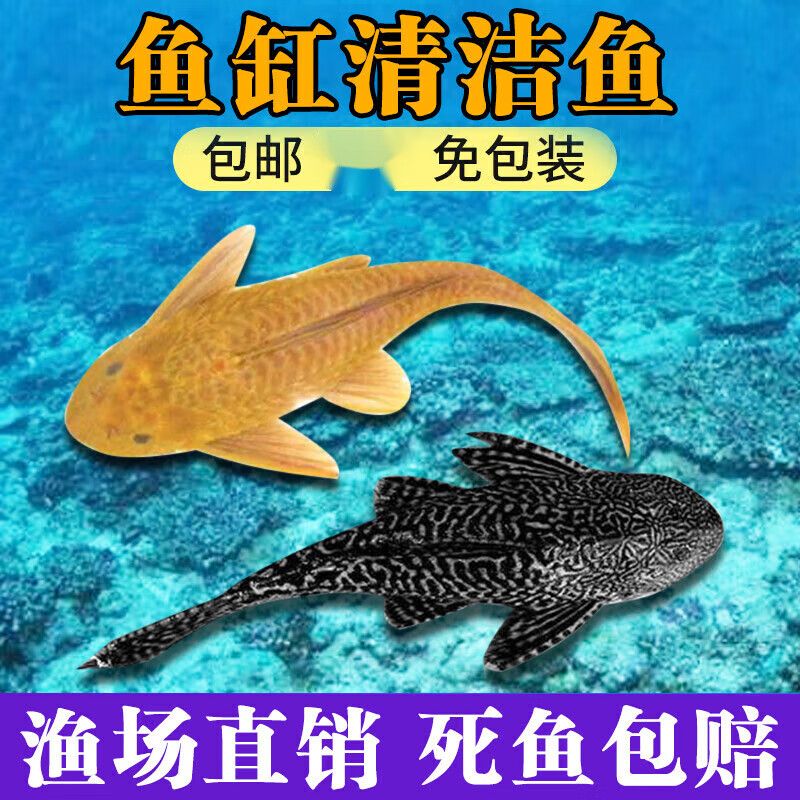 漣木魚缸：漣木魚缸與其他材質對比漣木魚缸的日常維護要點 魚缸百科 第4張