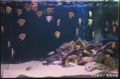 魚缸水質(zhì)管理的具體方法：魚缸水質(zhì)管理方法 魚缸百科 第1張