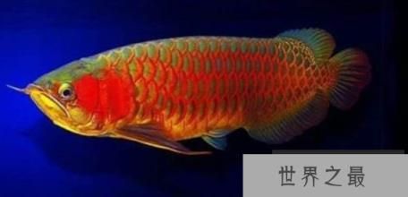 綠底紅龍魚什么品種好養(yǎng)：養(yǎng)殖綠底紅龍魚需要注意以下幾個(gè)方面