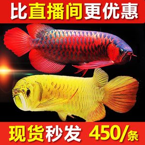 小辣椒紅龍魚：小辣椒紅龍魚發(fā)色技巧分享小辣椒紅龍魚發(fā)色技巧 紅龍魚百科 第1張