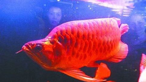 紅龍魚(yú)哪里批發(fā)便宜又好吃：紅龍魚(yú)批發(fā)便宜又好吃的詳細(xì)信息紅龍魚(yú)批發(fā)市場(chǎng)推薦