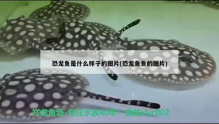 紅龍魚幼魚的培育：紅龍魚幼魚幼魚飼料選擇指南，紅龍魚幼魚飼料選擇指南 紅龍魚百科 第1張