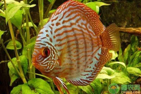 金龍魚品牌價值排行榜最新：金龍魚品牌價值排行榜