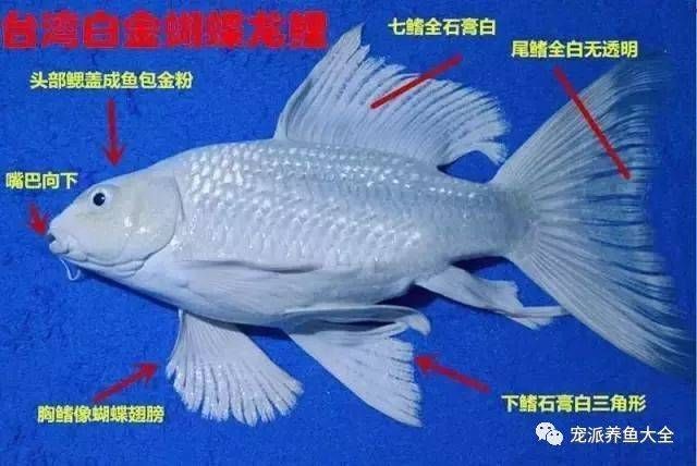 龍魚嘴歪了如何處理：龍魚嘴歪怎么辦 龍魚百科 第3張