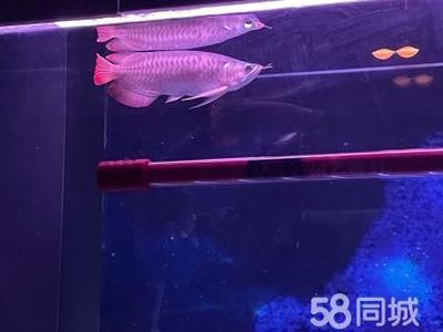 金龍魚和紅龍魚哪個更昂貴些：紅龍魚與金龍魚的區(qū)別 紅龍魚百科 第5張