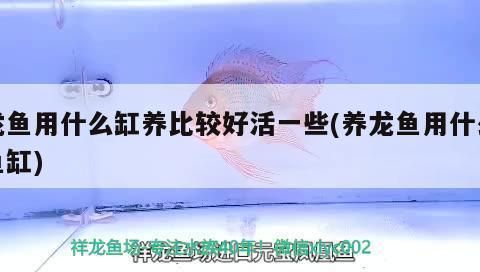 龍魚適合什么缸養(yǎng)好：關(guān)于龍魚適合的魚缸選擇 龍魚百科 第2張