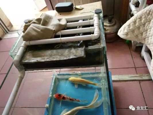 夏季魚缸過濾維護要點：夏季魚缸過濾系統(tǒng)的維護 魚缸百科 第4張