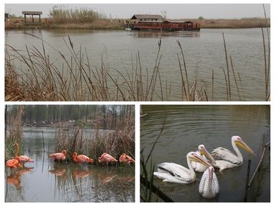 魚缸gh高怎么辦：生物調(diào)控降低gh的具體操作