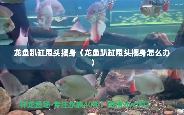 龍魚趴缸甩頭怎么回事：龍魚在缸中趴著不動(dòng)，甩頭可能是由于多種原因引起的 龍魚百科 第4張