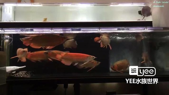 紅龍魚(yú)養(yǎng)幾條不打架：關(guān)于紅龍魚(yú)養(yǎng)殖的一些建議 紅龍魚(yú)百科 第5張