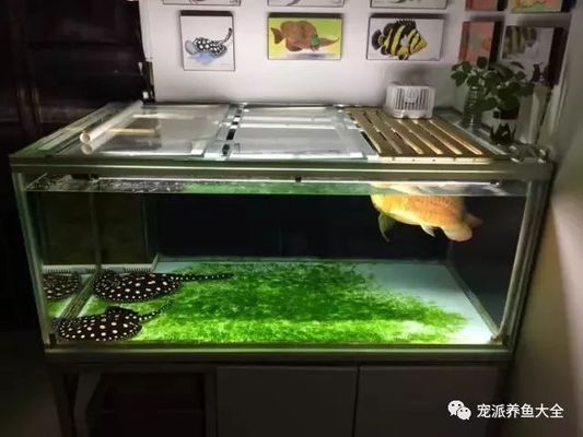 龍魚缸怎么降溫：夏季養(yǎng)龍魚的注意事項 龍魚百科 第5張