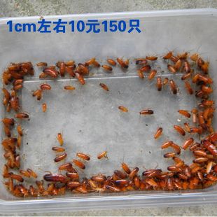 用戶評(píng)價(jià)對(duì)龍魚飼料選擇的影響：用戶評(píng)價(jià)對(duì)龍魚飼料選擇影響 龍魚百科 第1張