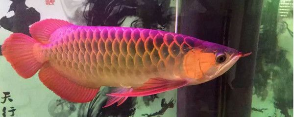 紅龍魚(yú)多久換一次水最好：紅龍魚(yú)換水頻率及相關(guān)的水質(zhì)管理措施 紅龍魚(yú)百科 第2張