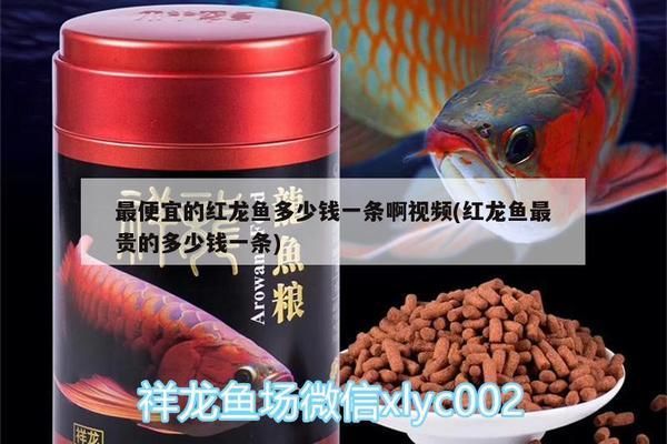 最便宜的紅龍魚多少錢一條：最便宜的紅龍魚價(jià)格大約多少錢一只