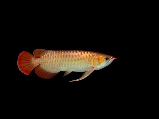 辣椒紅龍魚幼苗圖解紫嫣：辣椒紅龍魚與紫嫣紅龍魚混養(yǎng)指南