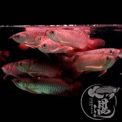 號(hào)半紅龍魚發(fā)色過程：號(hào)半紅龍魚發(fā)色影響因素分析紅龍魚發(fā)色影響因素分析