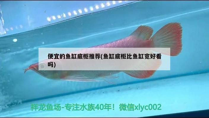 魚缸柜推薦：魚缸一體柜日常維護要點森森魚缸一體柜日常維護要點 魚缸百科 第1張