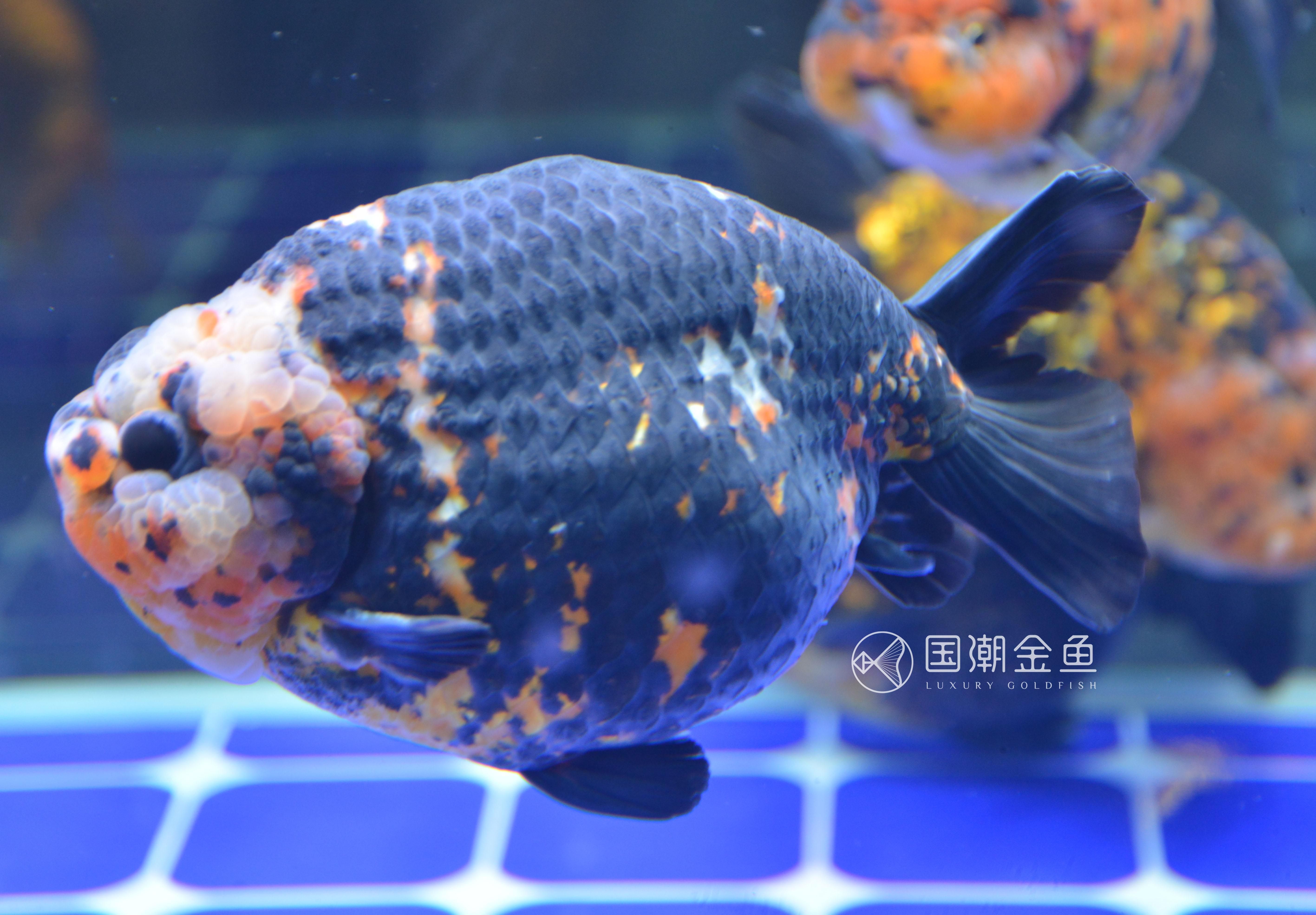 一米魚缸養(yǎng)魚密度：一米寬魚缸養(yǎng)魚密度的原則是一升水可以養(yǎng)1厘米的魚 魚缸百科 第2張