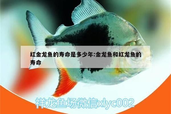 金龍魚(yú)和紅龍魚(yú)的壽命：金龍魚(yú)和紅龍魚(yú)的壽命一般在多少年之間 紅龍魚(yú)百科 第2張