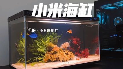 小米魚缸可以養(yǎng)海水魚嗎：小米魚缸可以養(yǎng)海水魚,小米魚缸過濾系統(tǒng)升級(jí)方案 魚缸百科 第3張