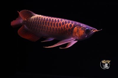 龍魚(yú)十天不喂可以嗎：龍魚(yú)十天不喂食可行嗎？ 龍魚(yú)百科 第5張