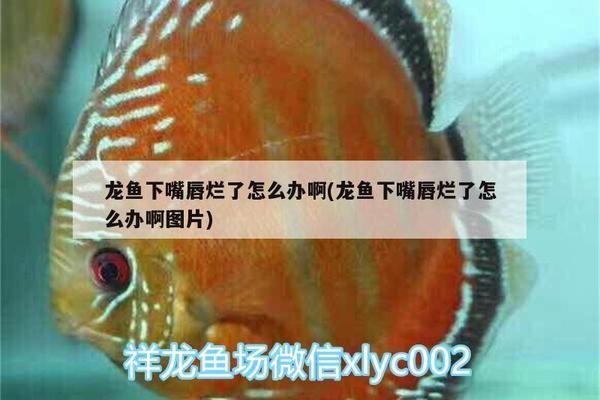 養(yǎng)紅龍魚要多大的魚缸好看：養(yǎng)紅龍魚的魚缸尺寸