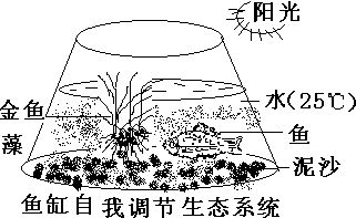 魚(yú)缸生態(tài)平衡自我調(diào)節(jié)機(jī)制：魚(yú)缸生態(tài)平衡的自我調(diào)節(jié)機(jī)制