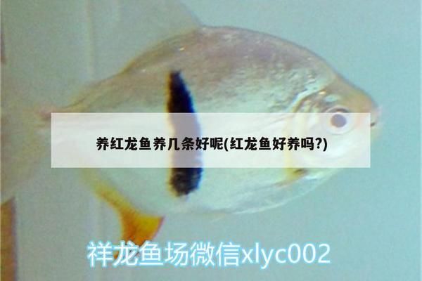 養(yǎng)紅龍魚養(yǎng)幾條好一點(diǎn)的