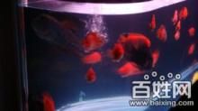 沈陽海霸魚缸官網：沈陽海霸魚缸官網怎么找 魚缸百科 第1張