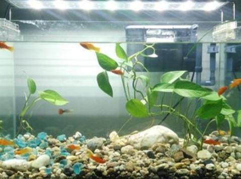 可以種在魚(yú)缸里的植物有哪些：魚(yú)缸植物的養(yǎng)護(hù)方法 魚(yú)缸百科 第3張