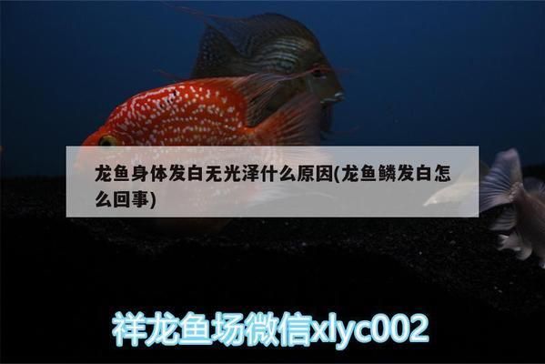 龍魚身體發(fā)白怎么回事：龍魚身體發(fā)白可能是由多種因素引起