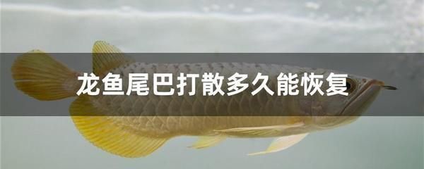 龍魚咬尾的治療：龍魚咬尾怎么辦