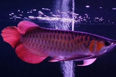 龍魚(yú)容易掉眼嗎：關(guān)于龍魚(yú)掉眼的詳細(xì)分析 龍魚(yú)百科 第5張