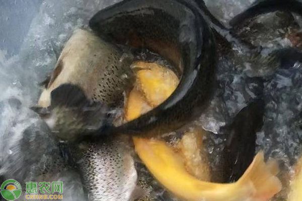 龍魚是冷水魚還是熱帶魚：熱帶魚與冷水魚的區(qū)別