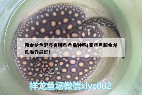 海麗雅魚缸底濾怎么安裝：海麗雅魚缸底濾安裝注意事項(xiàng)海麗雅魚缸底濾安裝注意事項(xiàng) 魚缸百科 第2張