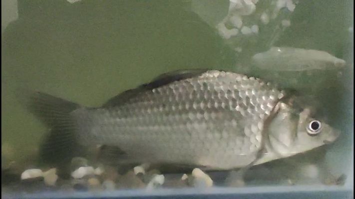 金龍魚區(qū)分品種示意圖：如何區(qū)分金龍魚的不同品種？ 水族問答 第1張