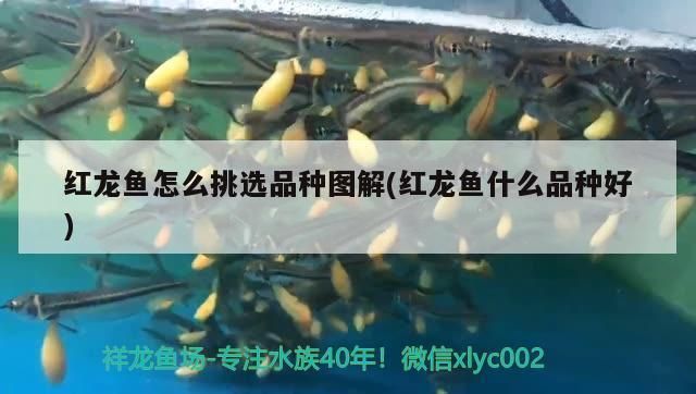 紅龍魚怎么挑選品種圖解：紅龍魚挑選指南 紅龍魚百科 第2張