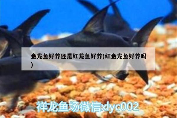 金龍魚還是紅龍魚好：紅龍魚與金龍魚市場價格對比，觀賞魚新手入門指南 紅龍魚百科 第4張