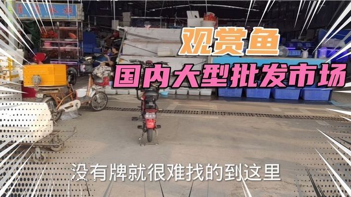 金龍魚如何辨別公母：金龍魚如何通過觀察其體型、尾巴和鰭條等特征來辨別 水族問答 第1張