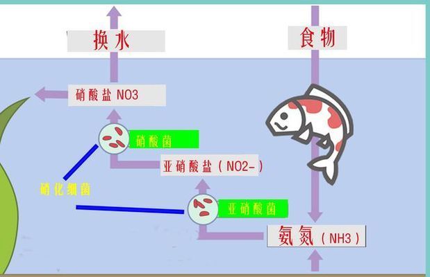 如何檢測魚缸硝化系統(tǒng)效率：硝化系統(tǒng)效率的檢測可以通過觀察魚缸中氨氮和亞硝酸鹽的濃度變化來實現(xiàn) 魚缸百科 第3張