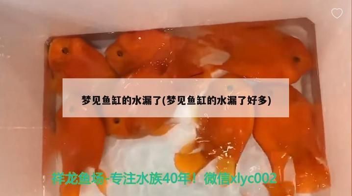 夢見魚缸漏了很多水：夢見魚缸漏水與健康的關(guān)系如何化解夢見魚缸漏水的不祥之兆 魚缸百科 第2張