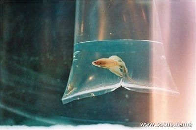 夢見魚缸漏了很多水：夢見魚缸漏水與健康的關(guān)系如何化解夢見魚缸漏水的不祥之兆 魚缸百科 第5張