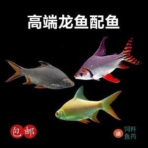 雙線側(cè)魚品種隨年齡變化特點(diǎn)：雙線側(cè)魚品種隨年齡變化的具體特點(diǎn) 龍魚百科 第2張