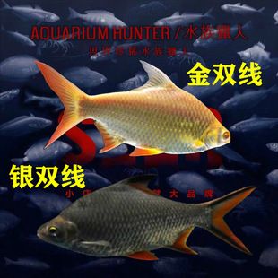 雙線側(cè)魚品種隨年齡變化特點(diǎn)：雙線側(cè)魚品種隨年齡變化的具體特點(diǎn) 龍魚百科 第6張