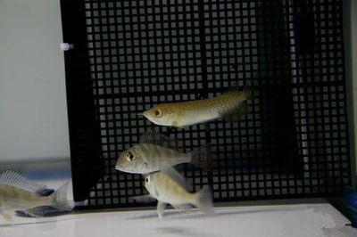 龍魚缸溫度30度高嗎為什么：龍魚缸溫度30度被認(rèn)為是適中偏高的水平，適宜水溫范圍 龍魚百科 第2張