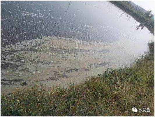 魚缸寵物蝦死亡原因：寵物蝦的死亡可能由多種因素引起 魚缸百科 第1張