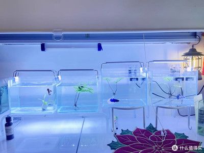 魚缸牌子：魚缸品牌性價比排行：水族箱品牌售后服務(wù)評價魚缸品牌創(chuàng)新技術(shù)對比