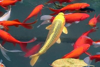 紅龍魚(yú)用增色蝦紅素：增色蝦紅素對(duì)紅龍魚(yú)的影響 紅龍魚(yú)百科 第2張