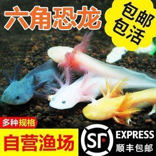 六角恐龍魚(yú)魚(yú)缸多大尺寸合適呢圖片：六角恐龍魚(yú)魚(yú)缸尺寸應(yīng)根據(jù)魚(yú)缸的設(shè)計(jì)和魚(yú)類的大小來(lái)定 魚(yú)缸百科 第5張