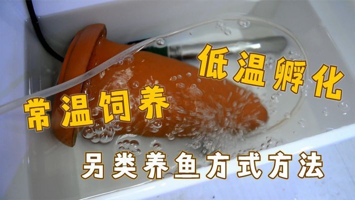 龍魚鰭尾有白邊是什么原因：龍魚鰭尾出現(xiàn)白邊可能由多種原因引起，龍魚混養(yǎng)注意事項 龍魚百科 第5張